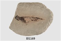 藏品(眼眶魚第一支撐骨化石)的圖片